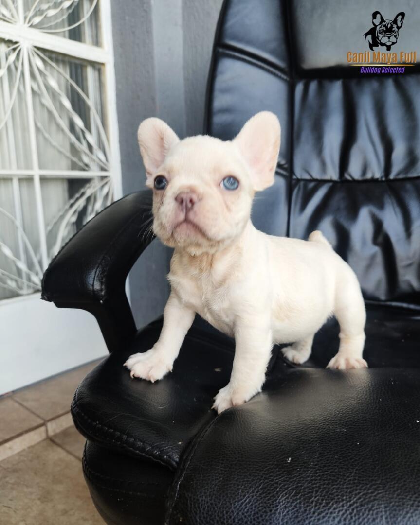 007a9923-5e68-48e2-9803-755b5785fc18