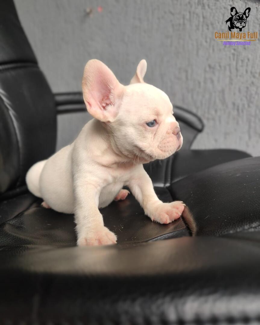 0bdd56aa-608b-41c6-9d17-ba48a5cfb36e