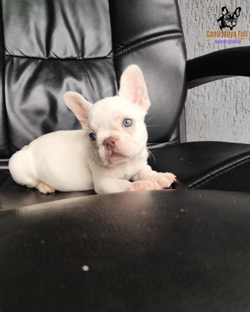 24637abb-bad4-455d-bced-65b5662b2d2a