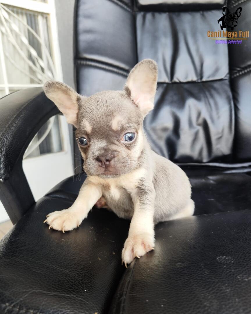 2decdc44-c6ab-4241-bbc5-6ae05ae83966