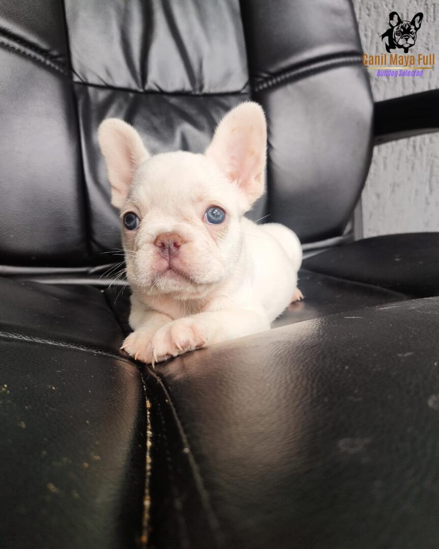 3dd4bcca-8d81-4e5f-bf30-fa1ec8126674