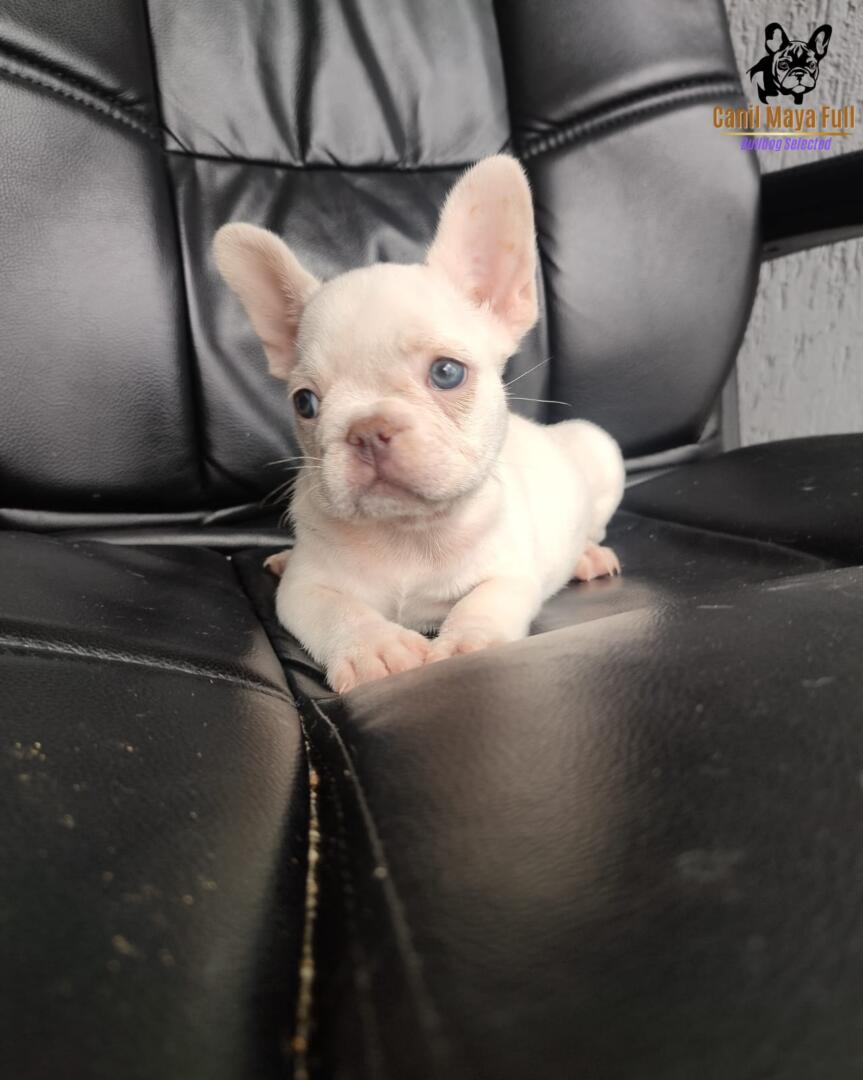 45962104-5595-415b-a438-e2c04d8a35f5