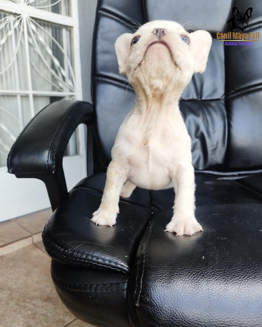 52e35257-8fc4-4fbf-a80c-6c498e83b822