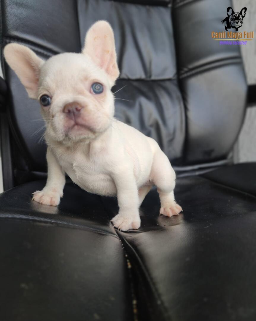 956e5c85-538b-4fe1-bad8-a960b1daa332