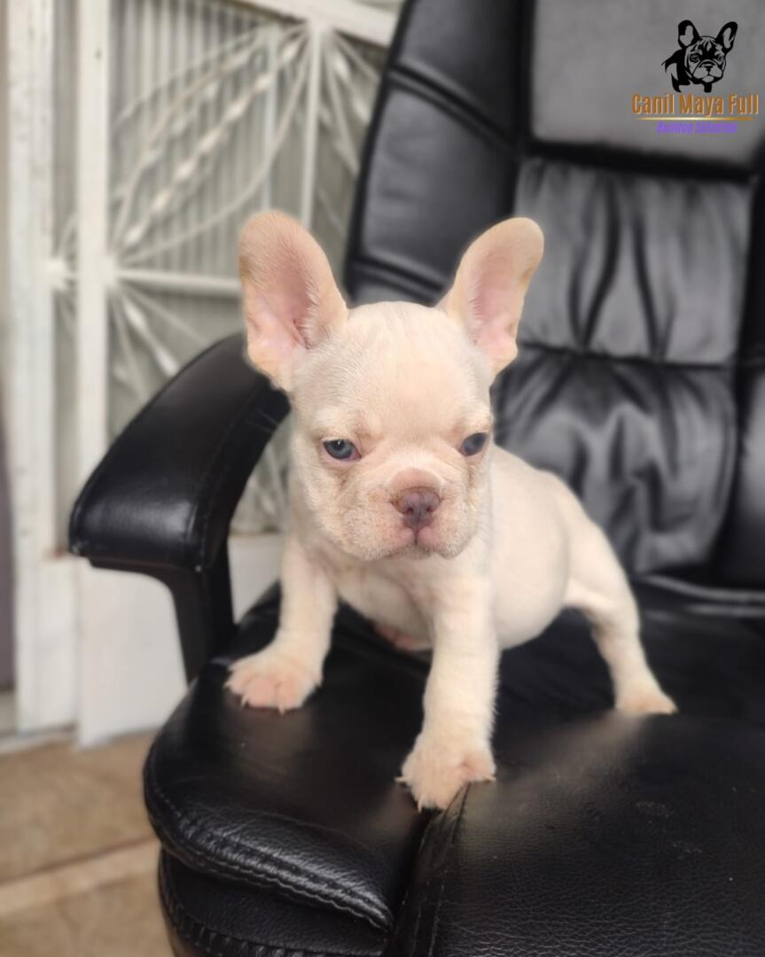 95eb2aec-cdf2-4d86-b2da-bce5949cebb0