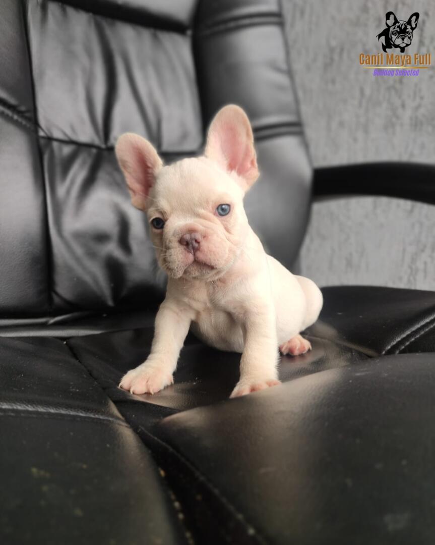 bd739c8e-dcfb-494b-9779-1d6ee429f5df