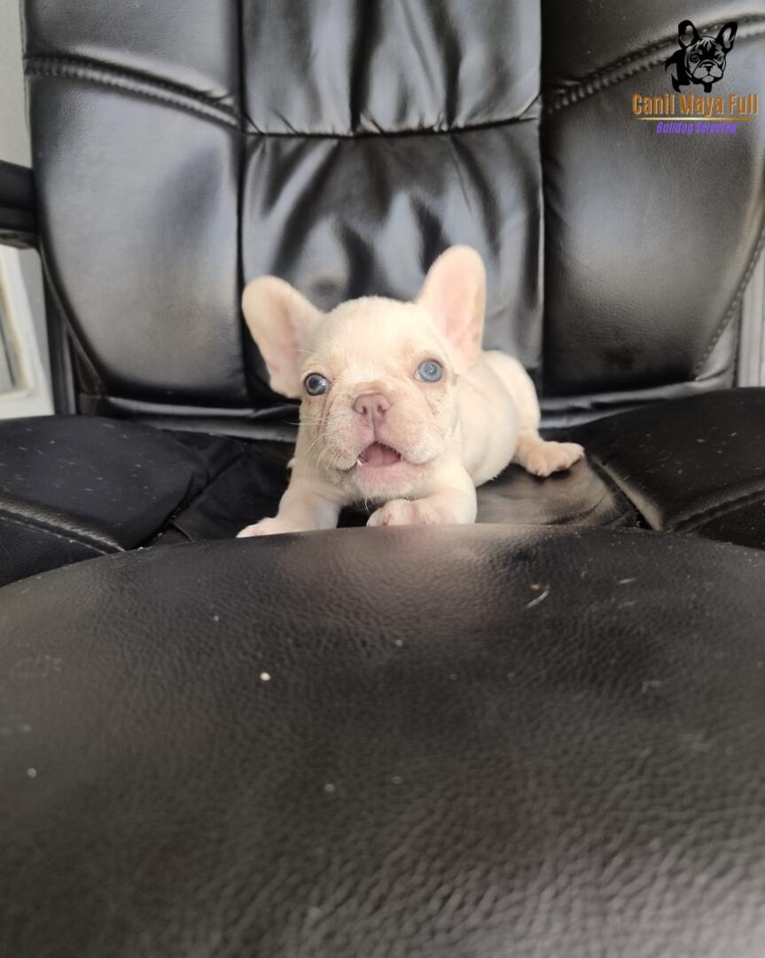 c0609371-272e-472c-88c8-987a5da3b325