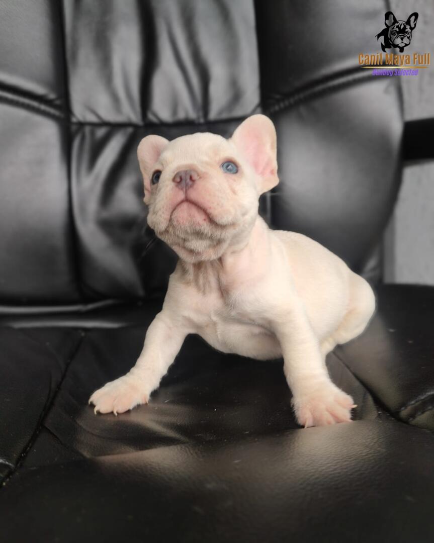 c1788ca0-f417-4213-9d59-002aad559fc0