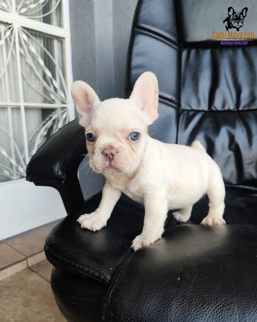 ca51a0f5-48af-44e0-b163-3d3bddfaf168