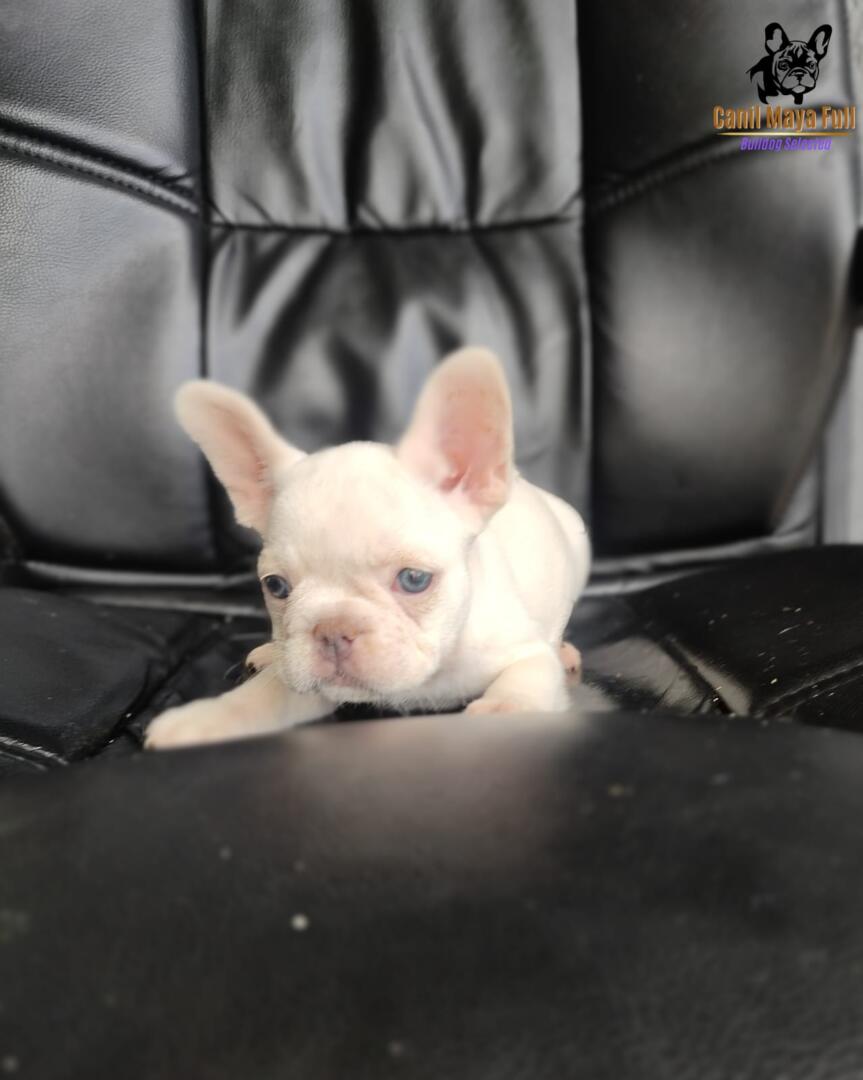 ca6a7e75-00c4-4e8b-b320-3b67dcaa13f6