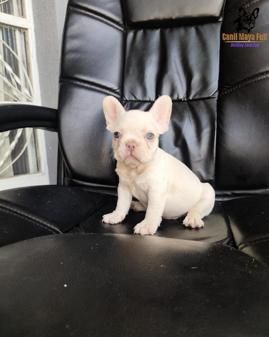 ce28c0ec-dda0-4d86-a137-edd6e4d1b4da