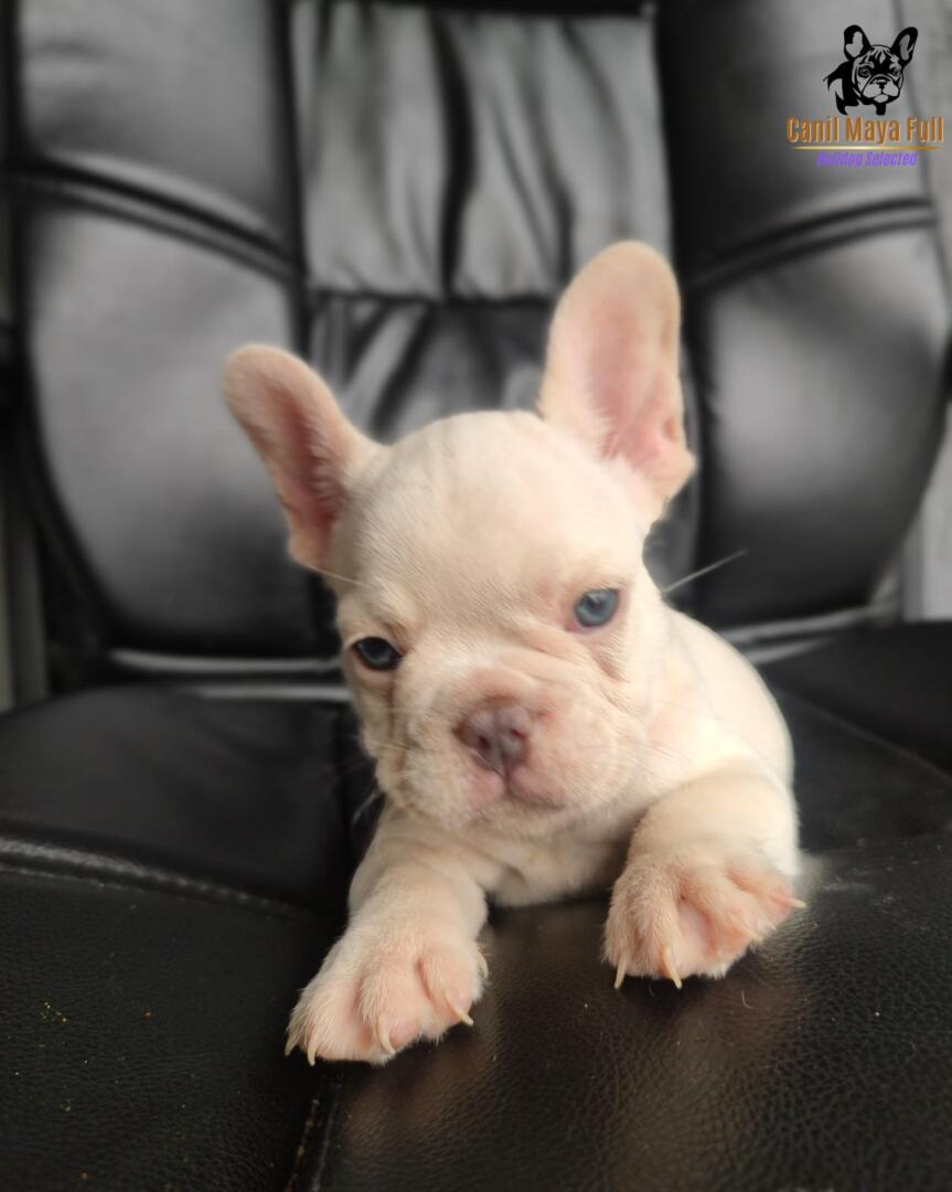 d2f29bdd-60e9-40e8-bf7d-fd82297cd5ea