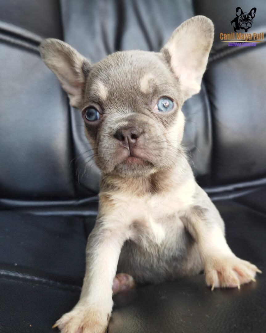 d442a789-6c58-4ca0-88b3-51527c4d8698