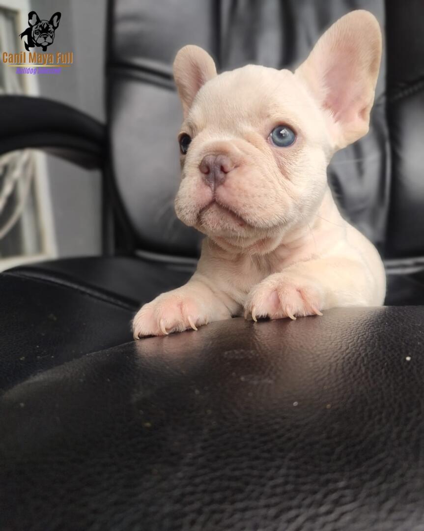 daeaeff3-c485-4ed3-b26d-a1f6b6c02150