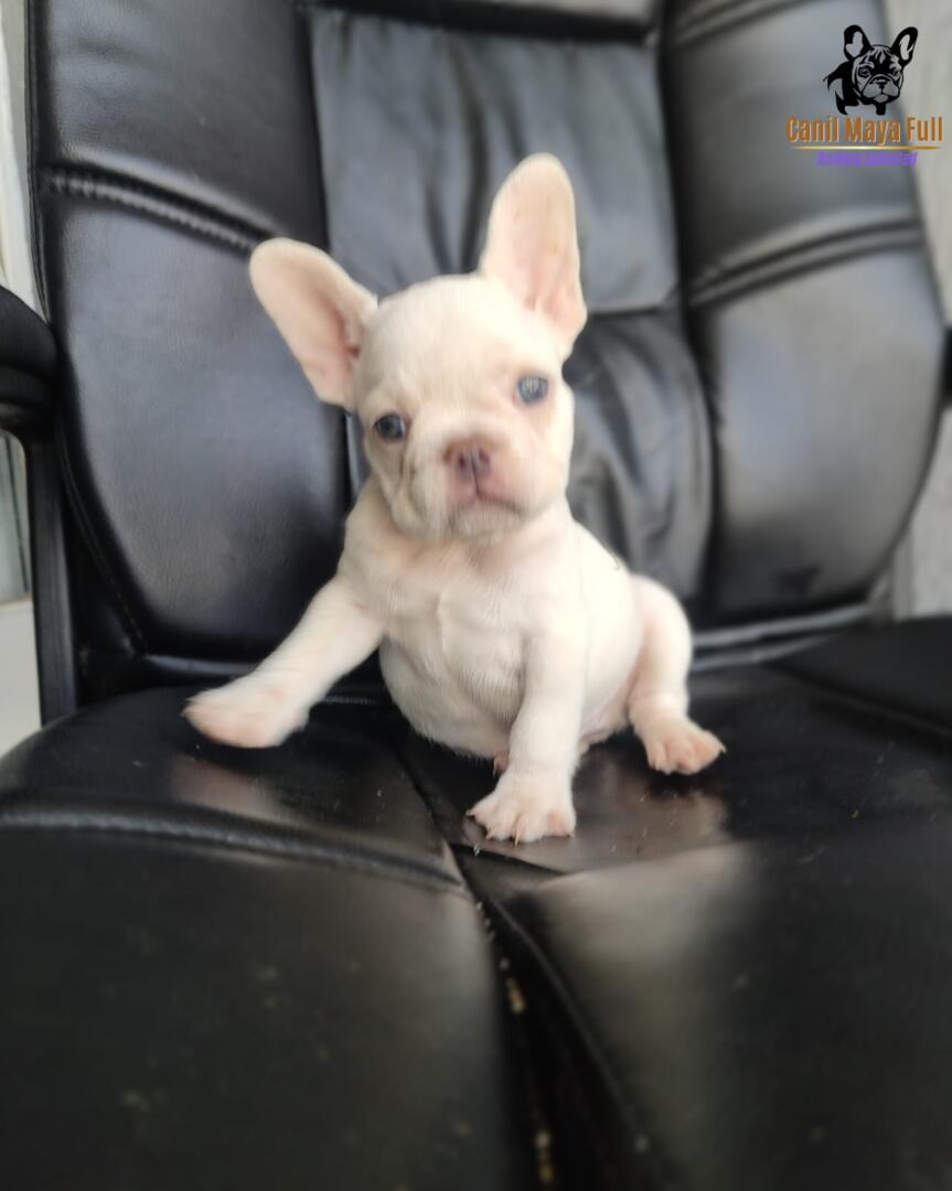 e473da25-139c-492e-a74b-7522084e245d