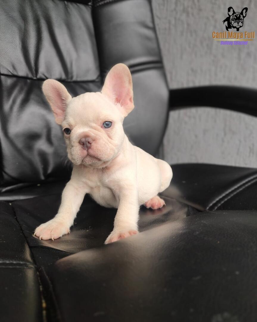 e4c7c08f-de00-4420-8eec-280667790a9d