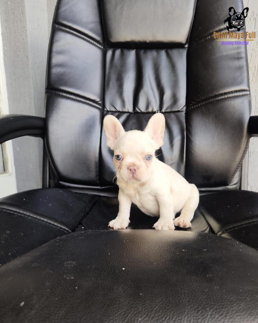 e5437eba-982b-40b2-855f-005ba7fbfc99