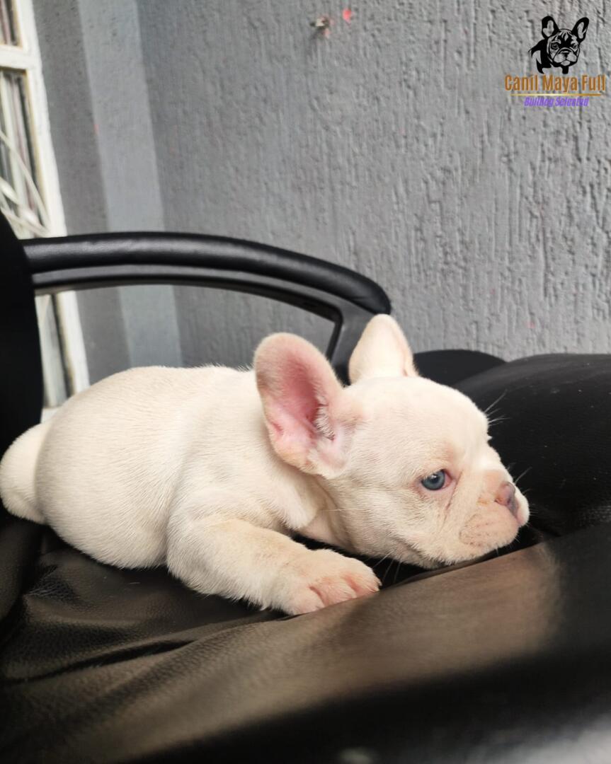 ed28a00a-76b6-4fa9-99a4-c62148eb3d04