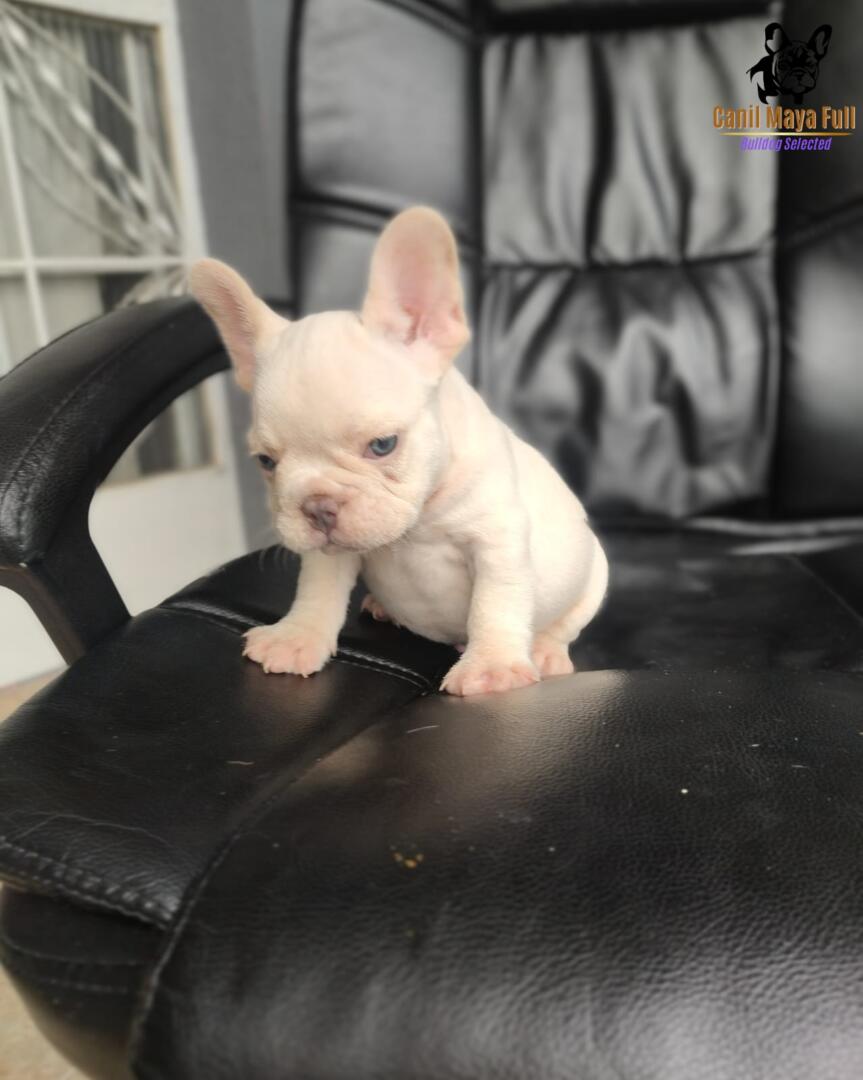 f463e953-eb7a-4403-a7e2-bcb6896cf9d8