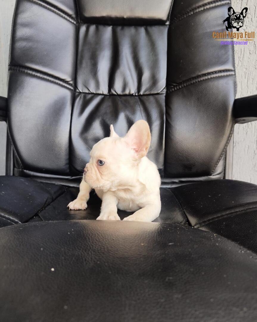 f53a233c-d47b-46a5-8547-42997d77d66e