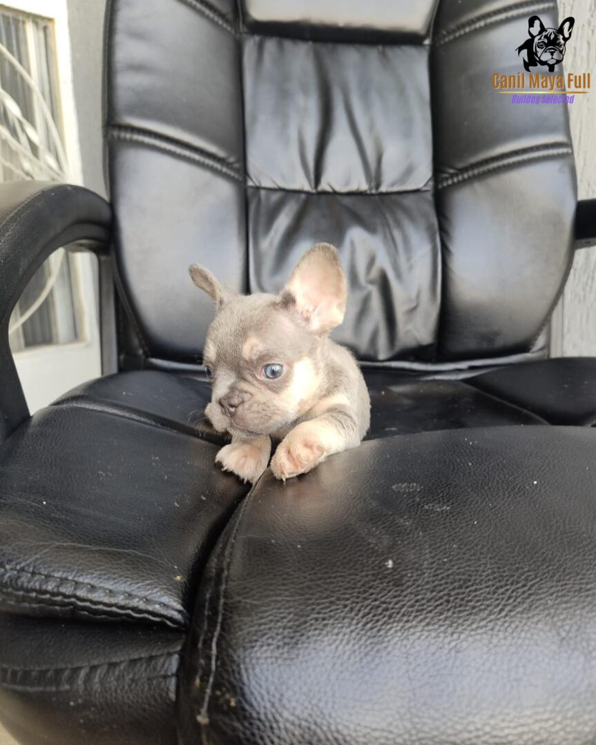 fc2faa0a-c47b-4d3e-9b47-5f036176edf8