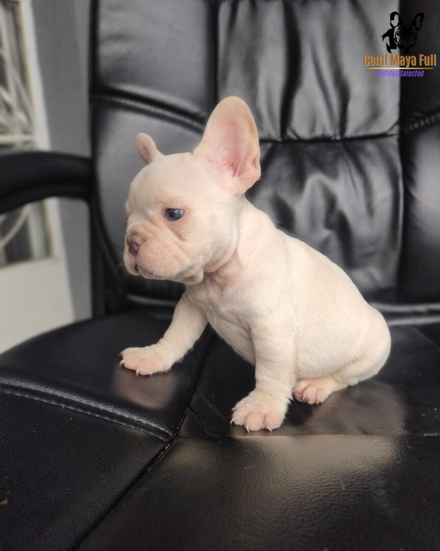 fe433769-10a2-44a8-9c99-ed8323214d13