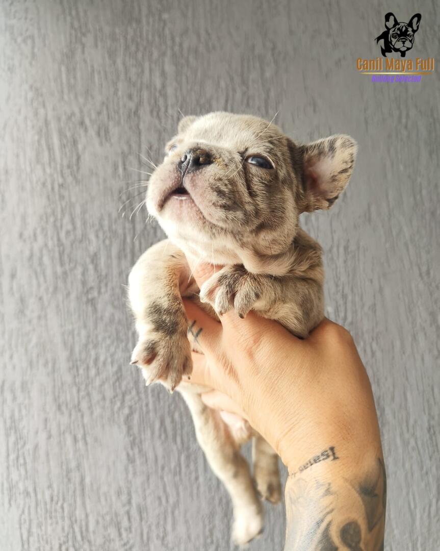 0c0684e9-7ca5-449d-856b-506fd6cb2046