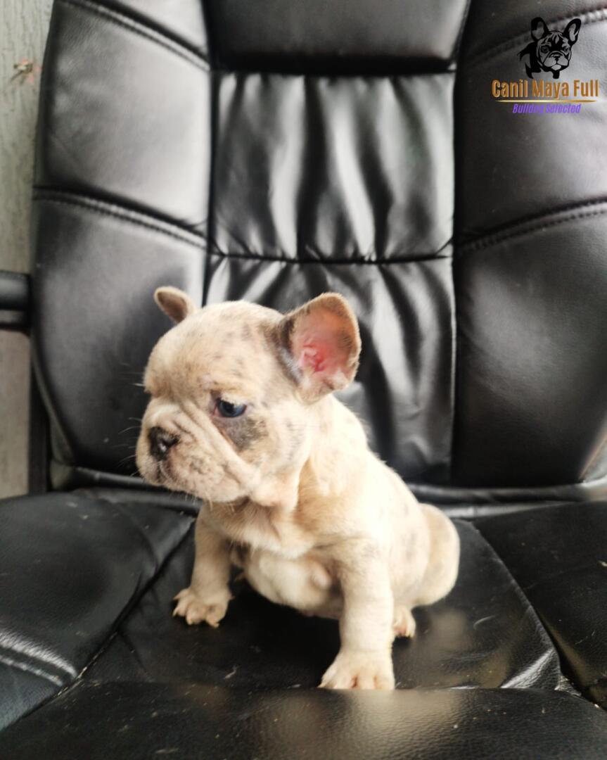 12d9bc2f-b7d3-4254-854d-4657da64ac2b