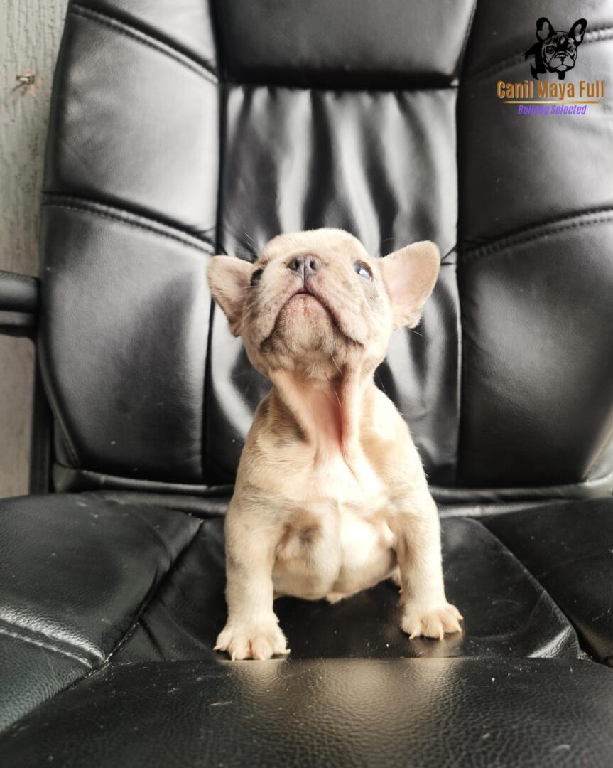 24f10e22-11aa-4fbf-8c98-458abb25ce49