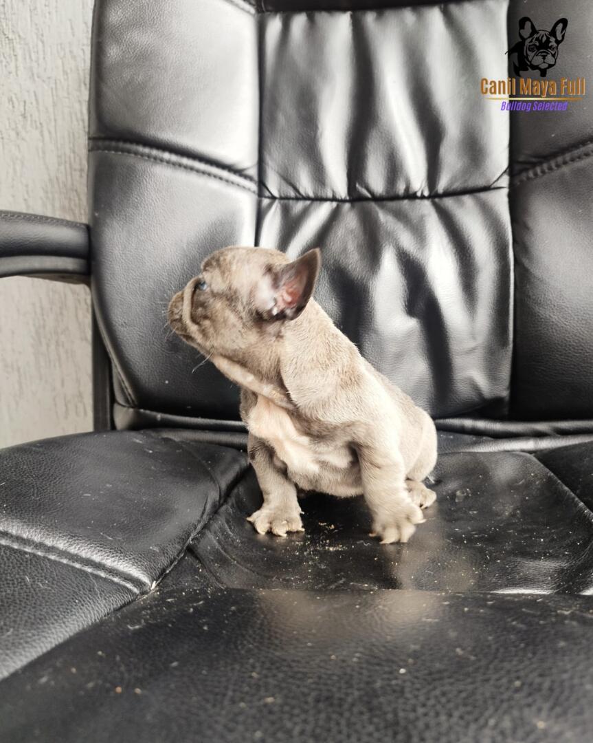 37e4140e-060b-4968-8925-3a86a07757b9