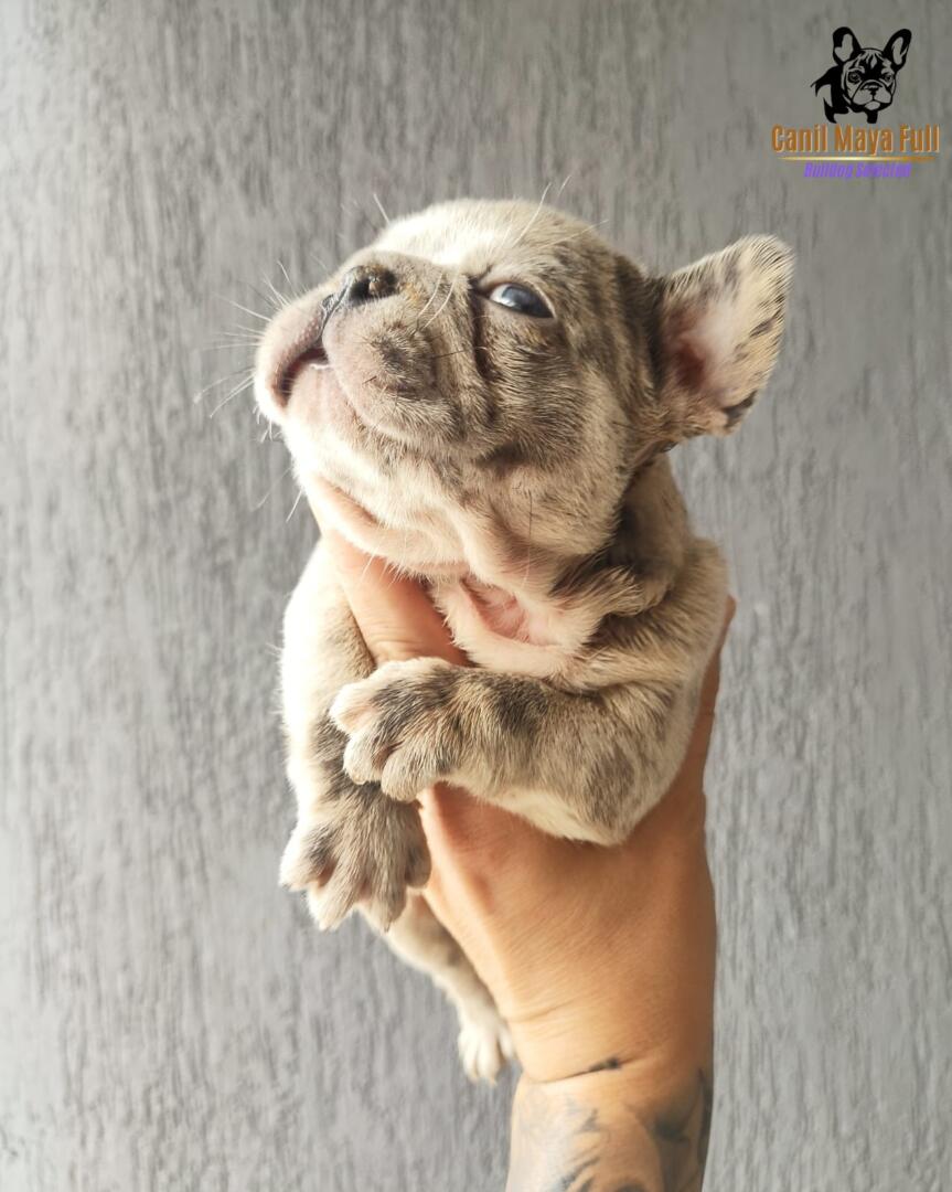 4e14ff04-20cd-4f43-b414-5353312329c3