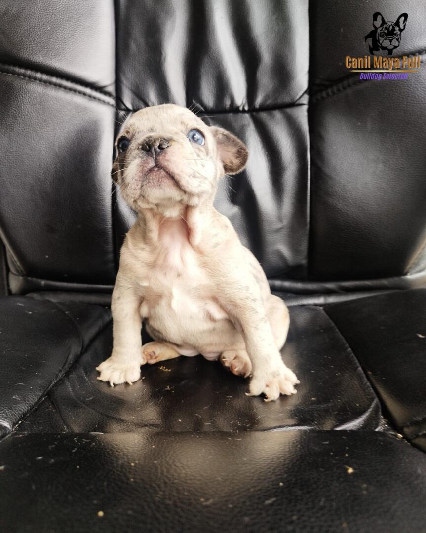 54dfed82-5170-450d-850e-5c793ad23528