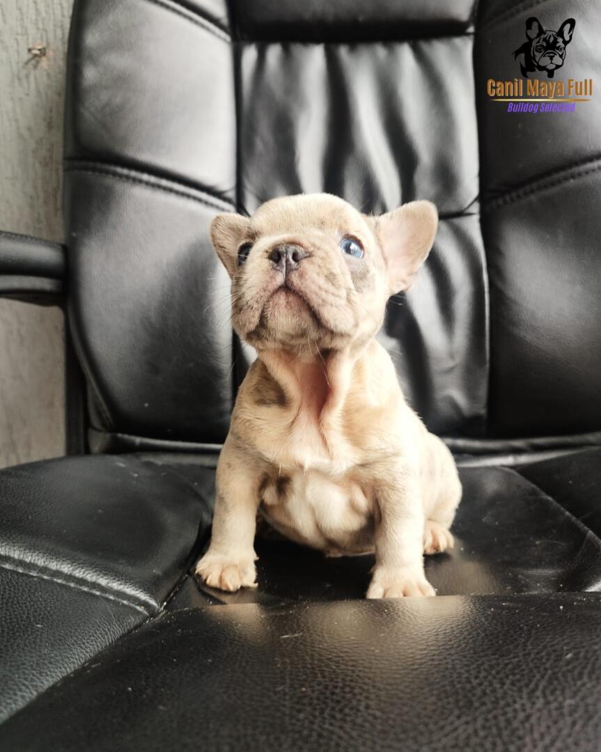 5a26995f-c8a6-4bc0-8e3b-318aca0026eb (1)