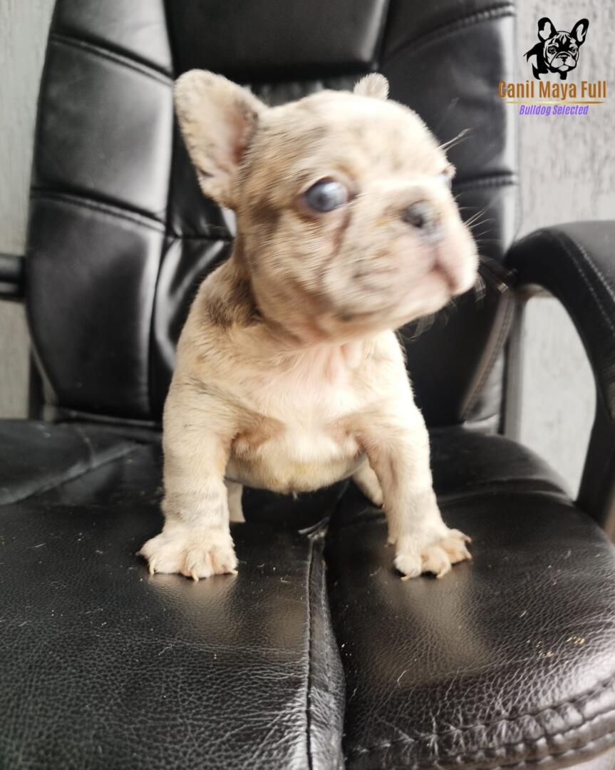 86bceb9a-984a-4c5e-9f99-4fb29ff4852d