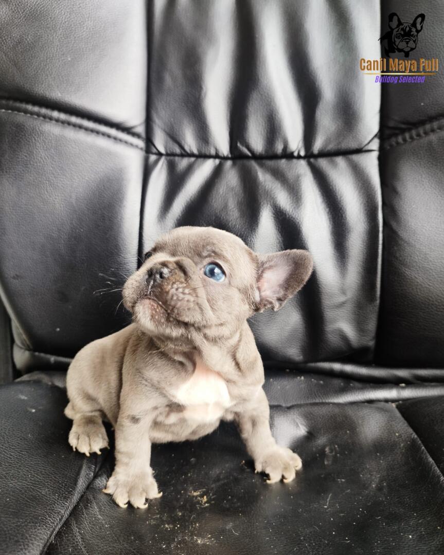 aa390d0f-fc6b-49f8-ab41-ec76abab5b1f