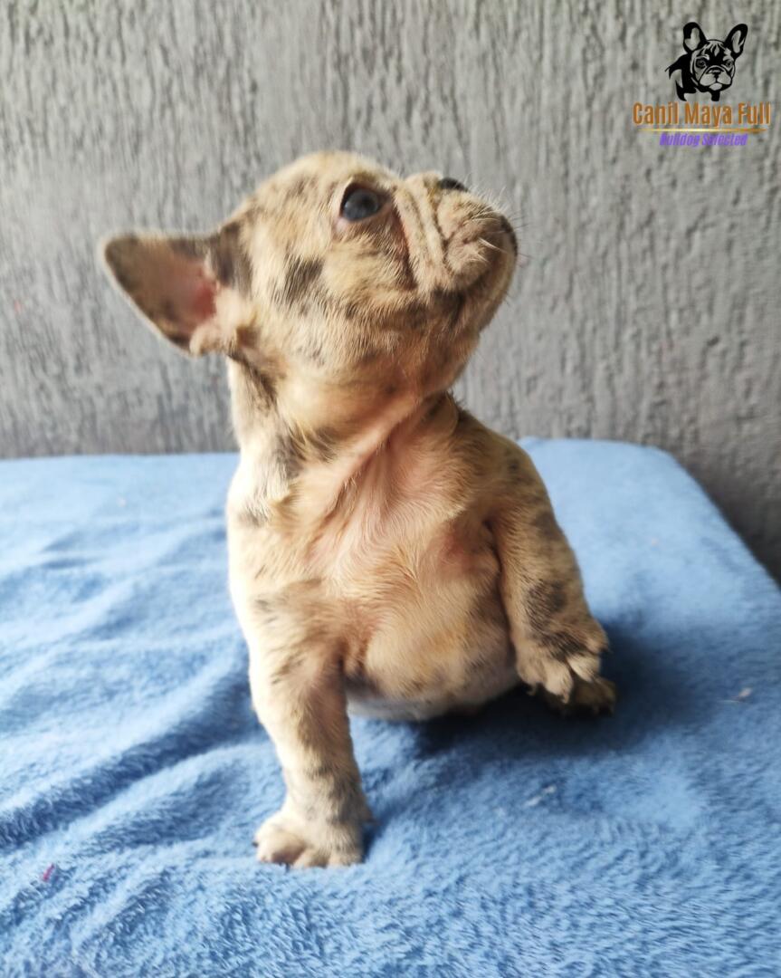 adafe8e9-83a7-4b27-9cc0-37cba5989ece