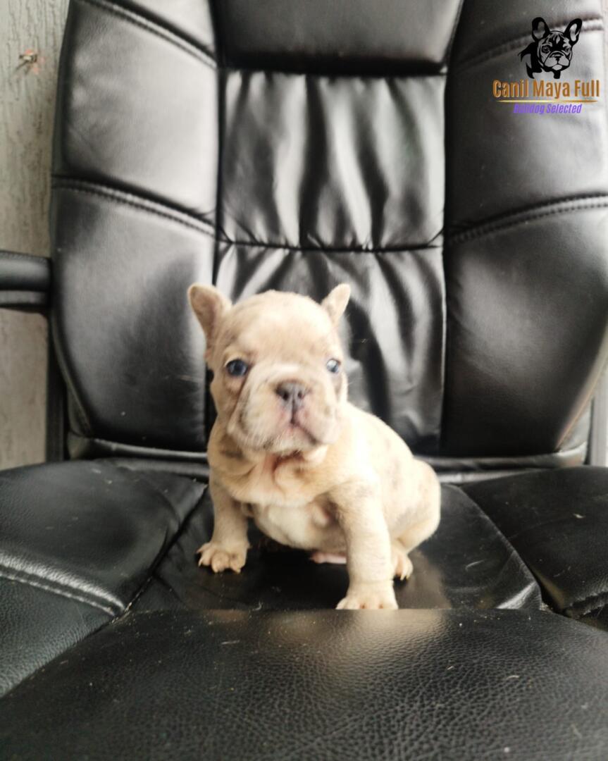 bec8503c-8c4c-4a92-be76-2180fbe9388d