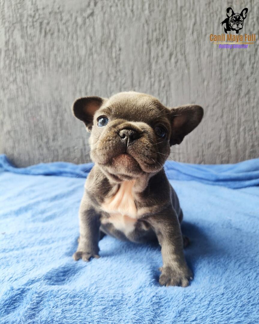 c2c32caa-a3db-49c2-a17a-b151d58af8f1