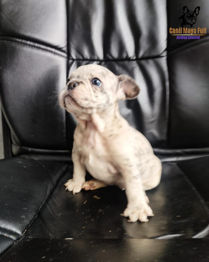 c4f7076f-7bc3-4bb2-bf3b-a87ce682bcda