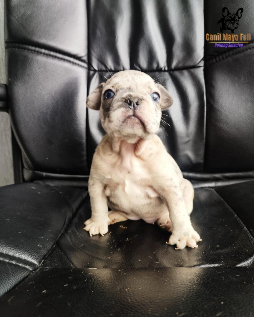 e1b4fc83-80be-45da-899b-8757d1e89f34