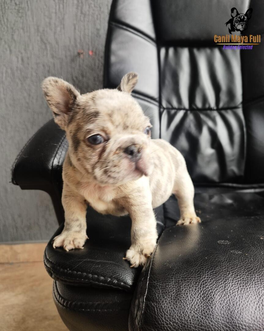 f3a07689-6fc7-4d34-bf83-0f3f49d14ab1