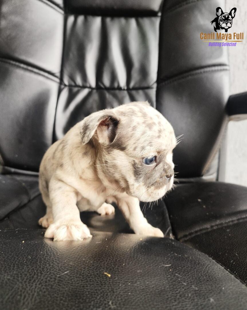 fcbc5192-81c6-411b-8825-41bb3460ea54